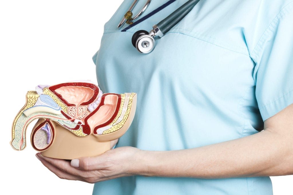 Nurse holding an anatomical model of male pelvis. Isolated on white background.